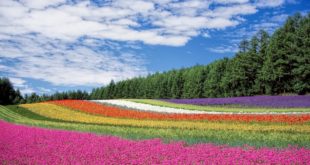 الأرض الوردية في اليابان - ساكورا Shibazakura