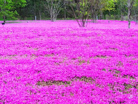 الأرض الوردية في اليابان - ساكورا Shibazakura
