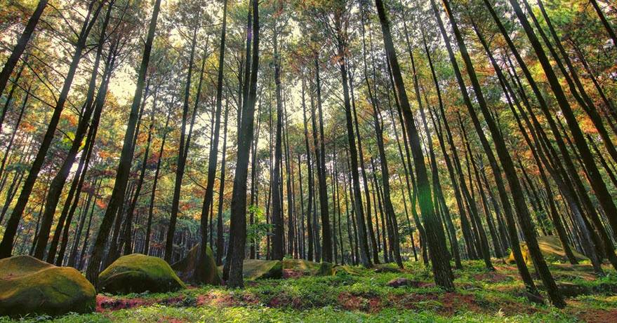 هوتان بينوس (الصنوبر الغابة)- The Hutan Pinus :